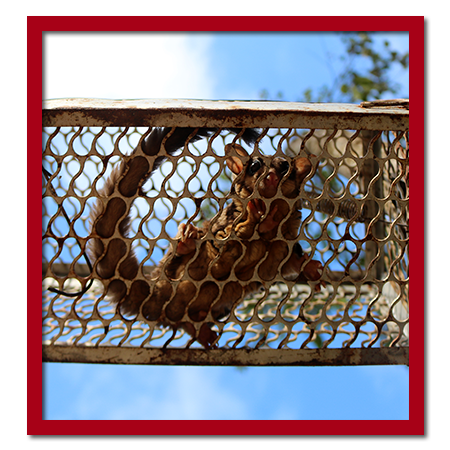 flying squirrel in trap