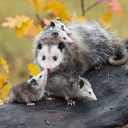 Opossum Trapping and Removal Services in East Tennessee