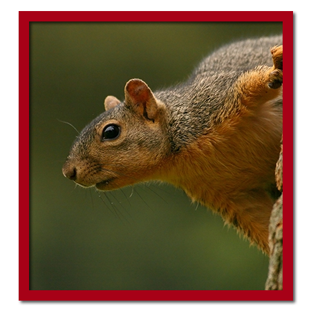 squirrel leaning sideways from tree