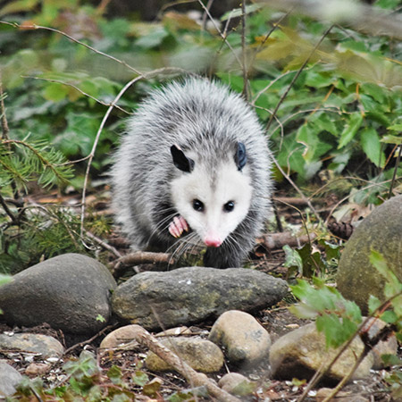 Opossum Trapping and Removal Services in East Tennessee