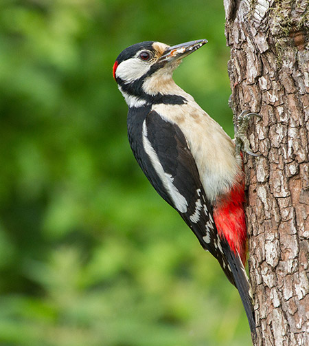 A woodpecker.