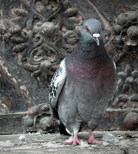 An urban pigeon.