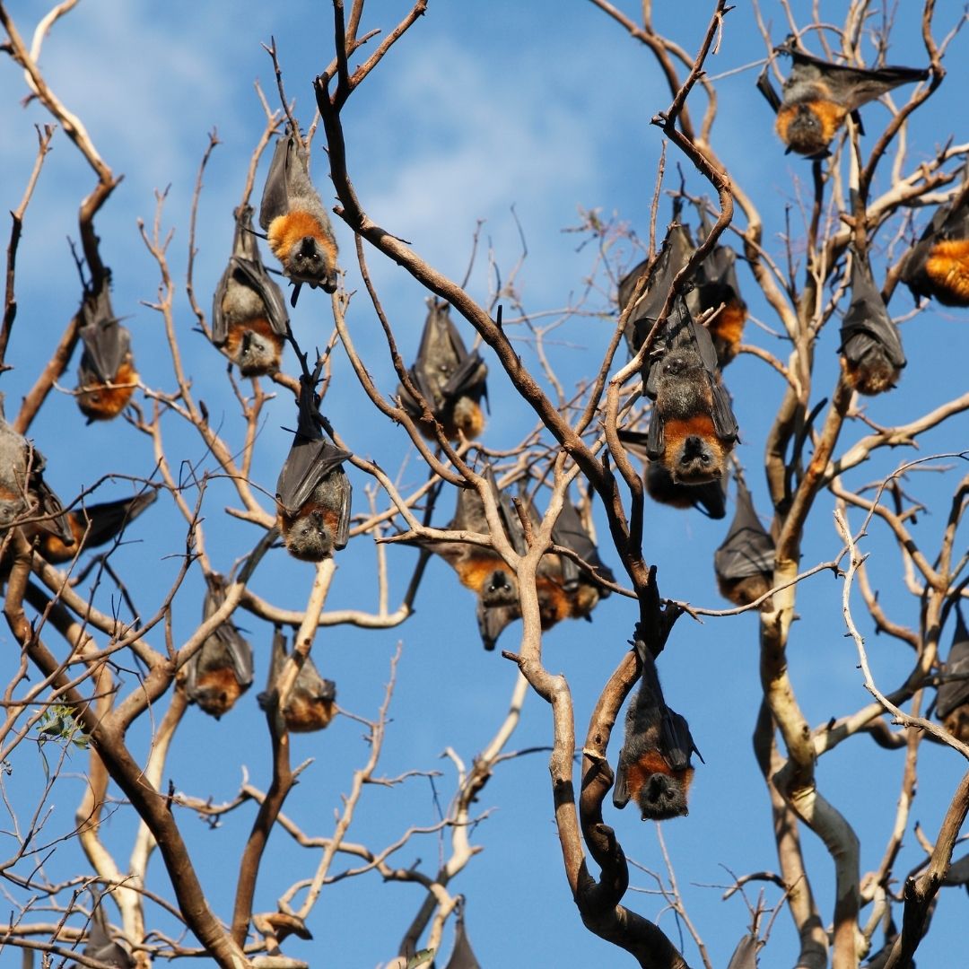a cluster of bats hanging in a tree