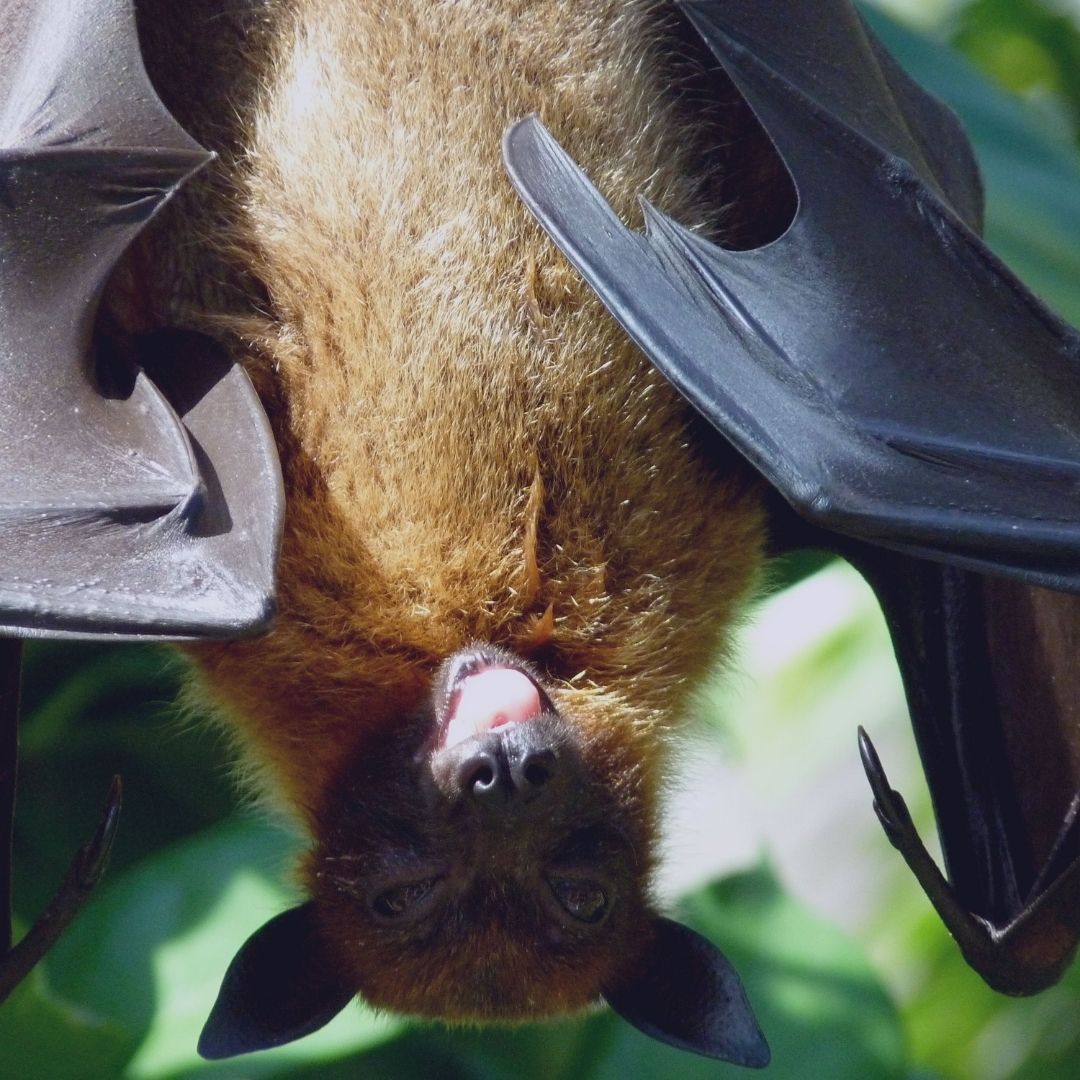 bat hanging upside down