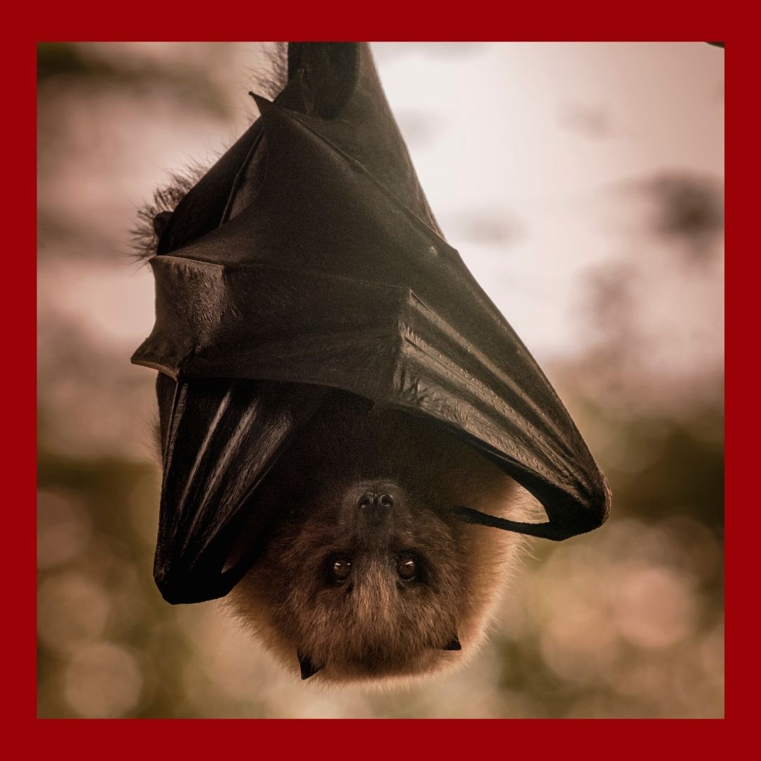 a bat hanging from a tree