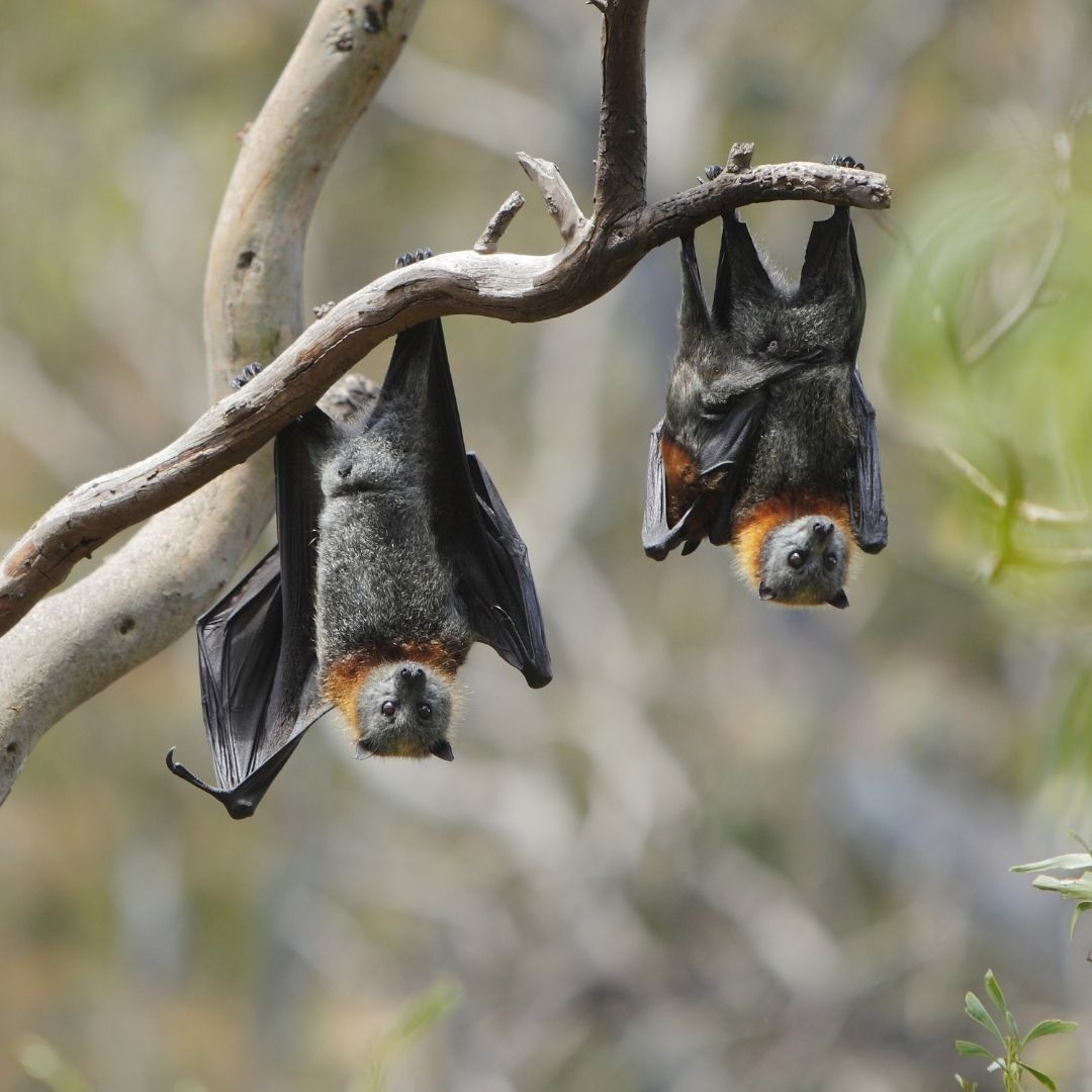 two bats hanging from a tree branch