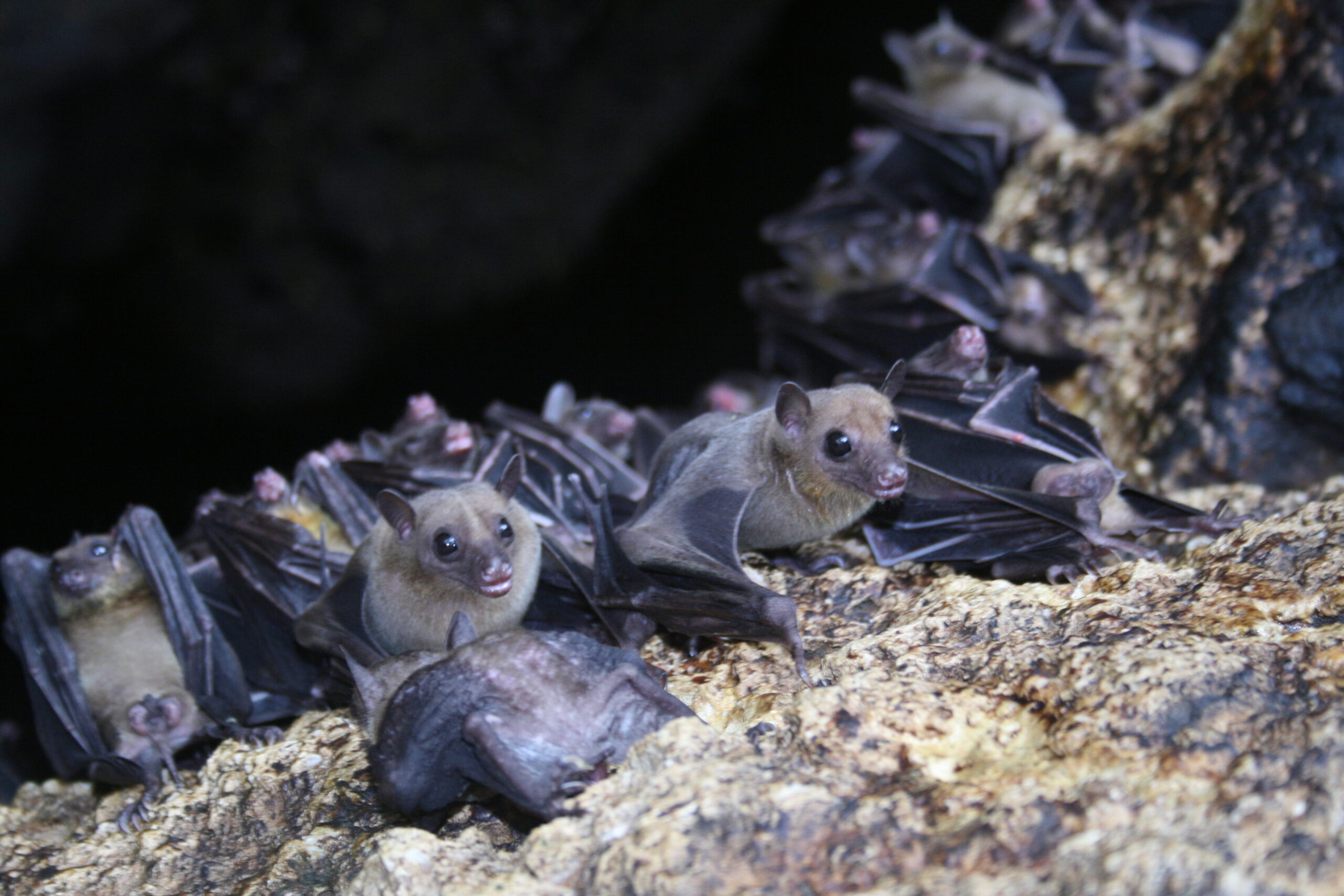 a cluster of bats