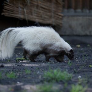 photo of a skunk walking outside