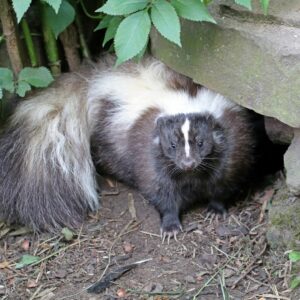 photo of a skunk hiding under a porch