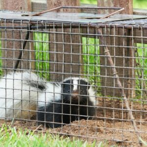photo of a skunk caught in a trap