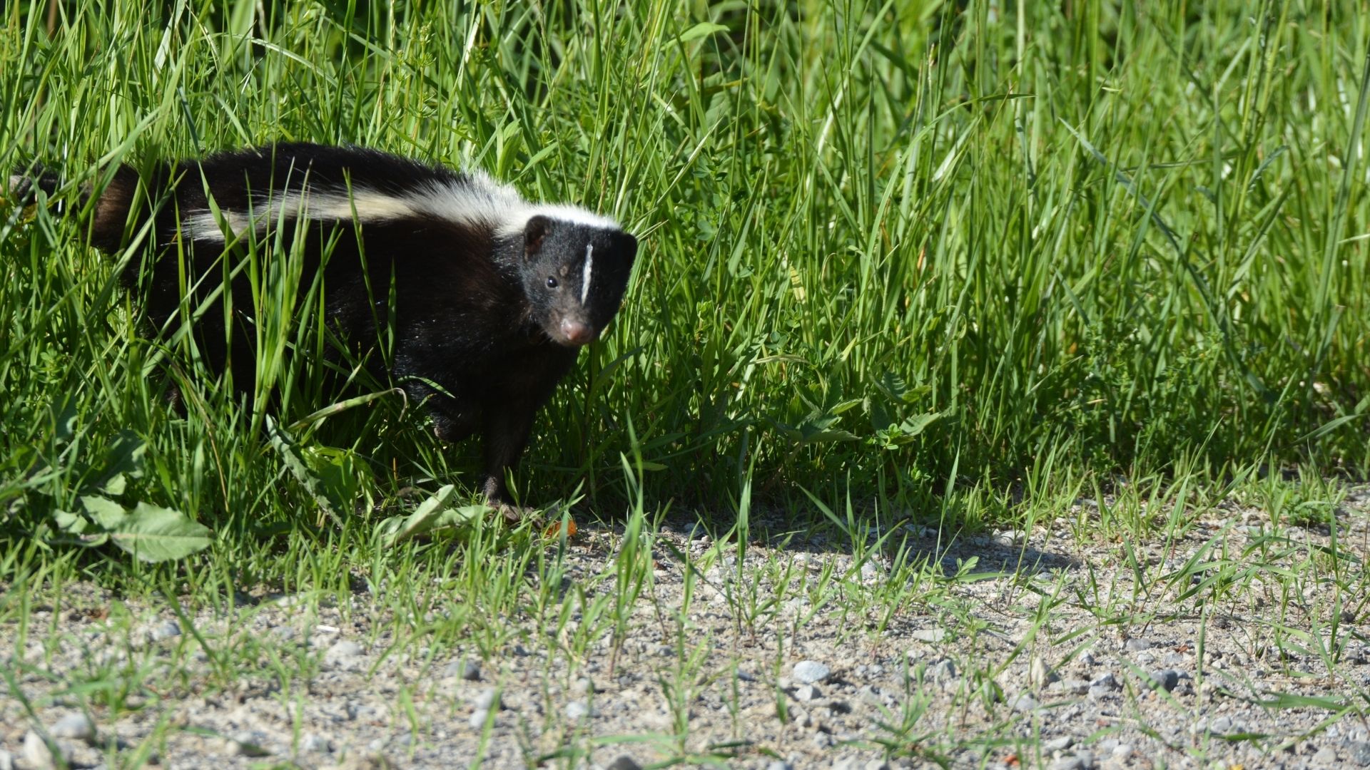 photo of a skunk walking through tall green grass