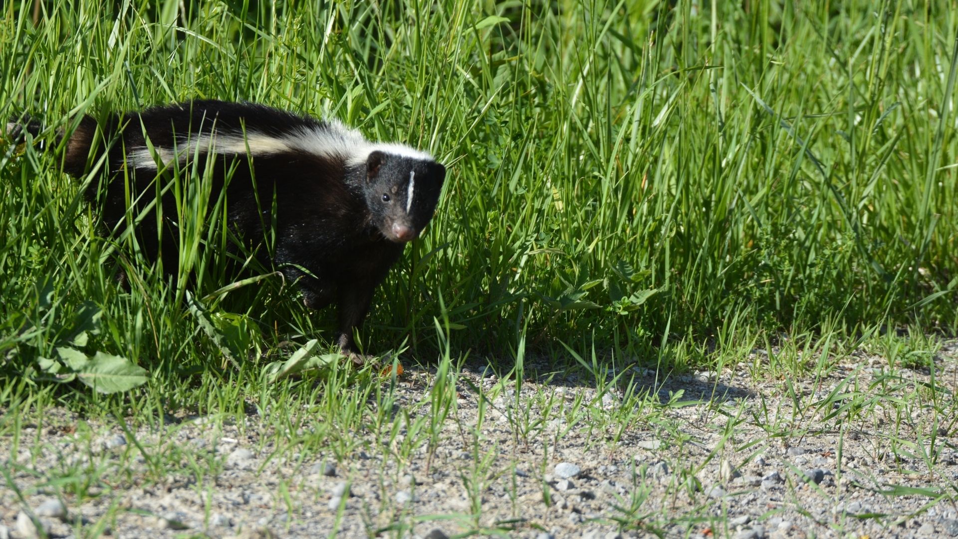 How to Get Rid of Skunks: Tips for Removal - Critter Wranglers