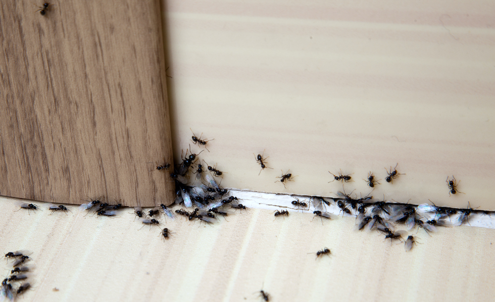 Ants in the house on the baseboards and wall angle