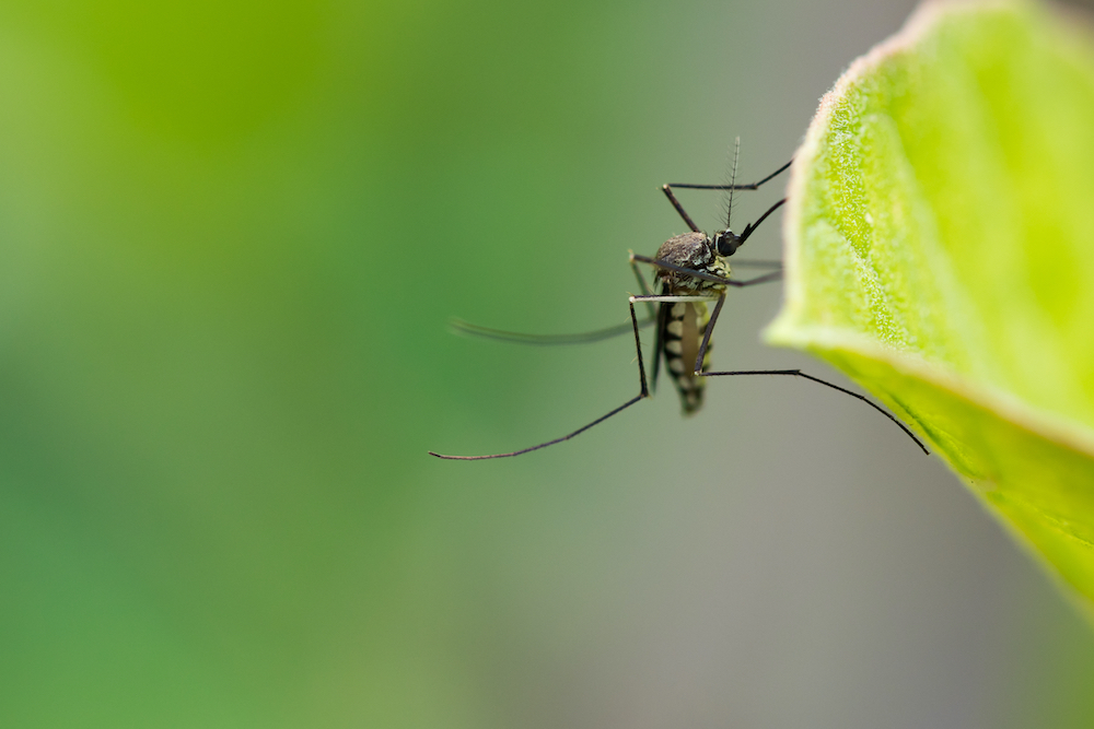 Aedes aegypti Mosquito. Close up a Mosquito on leaf,