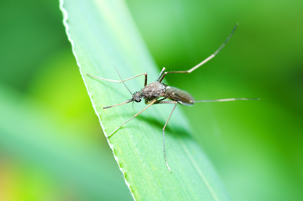 Mosquito in macro photo