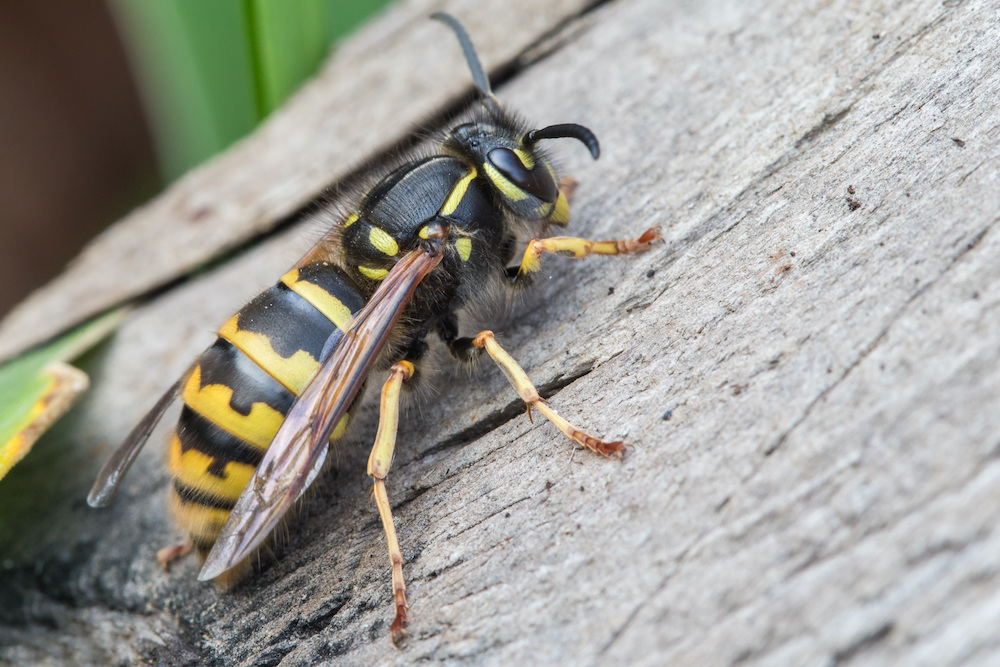 Wasp.,Large,Wasp.,Dangerous,Fly.,Striped,Fly.