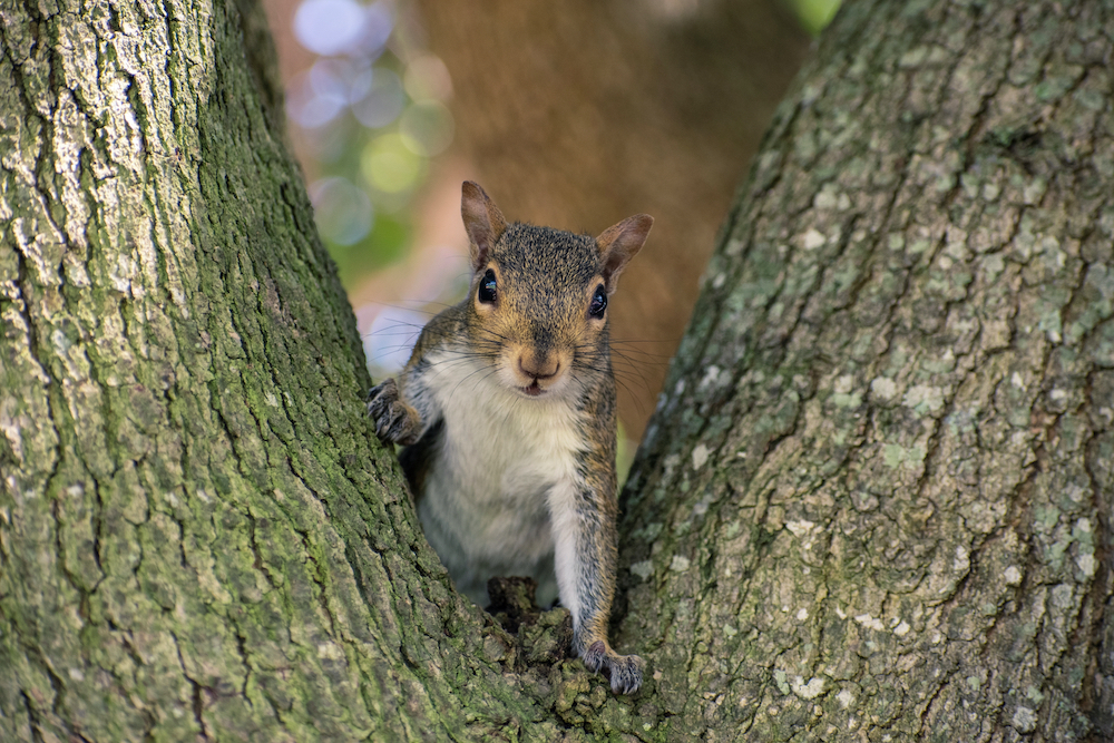 Cute,Gray,Little,Squirrel,At,The,Park