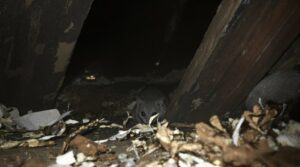 identify attic rodent species