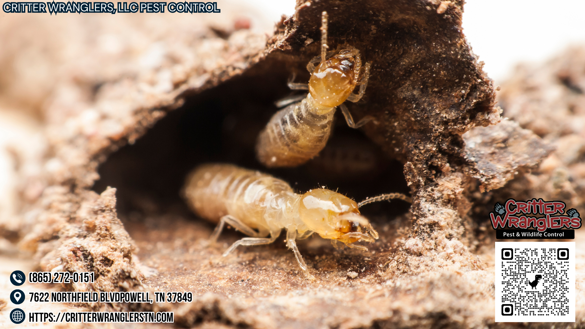 Common Types of Termites and Their Habitats