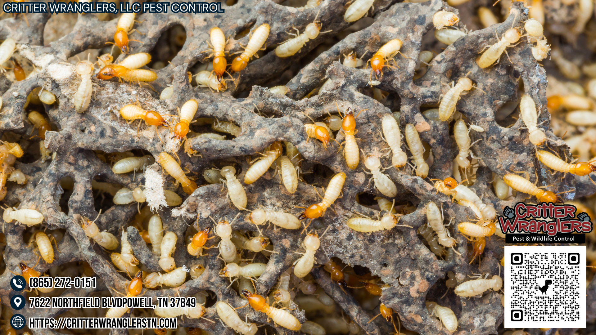 Understanding Termite Behavior and Biology