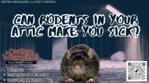 Can Rodents in Your Attic Make You Sick?