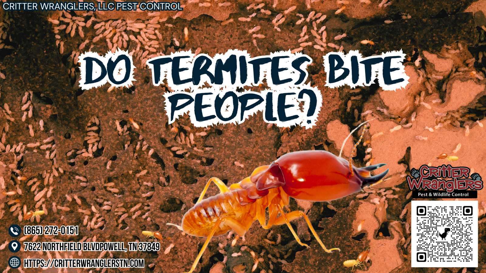 Do Termites Bite People Do Termites Bite People