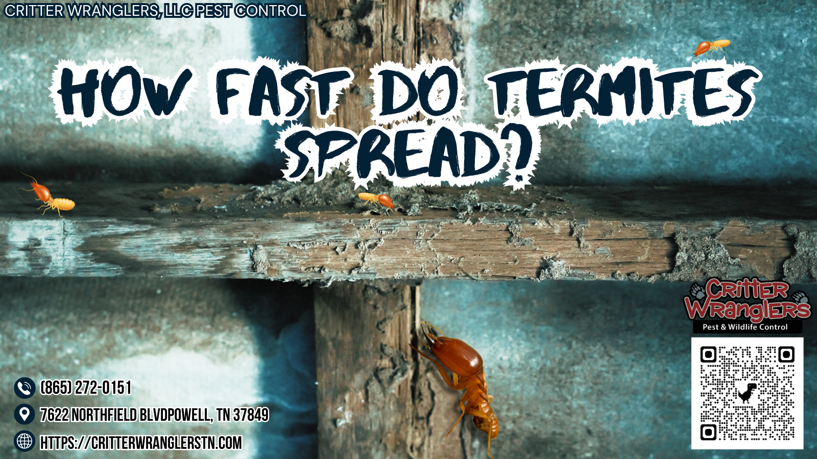 How Fast Do Termites Spread How Fast Do Termites Spread?