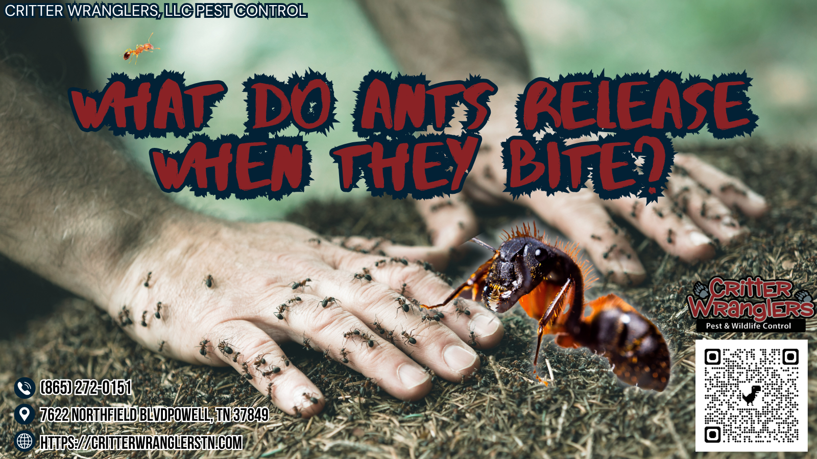 What Do Ants Release When They Bite What Do Ants Release When They Bite?