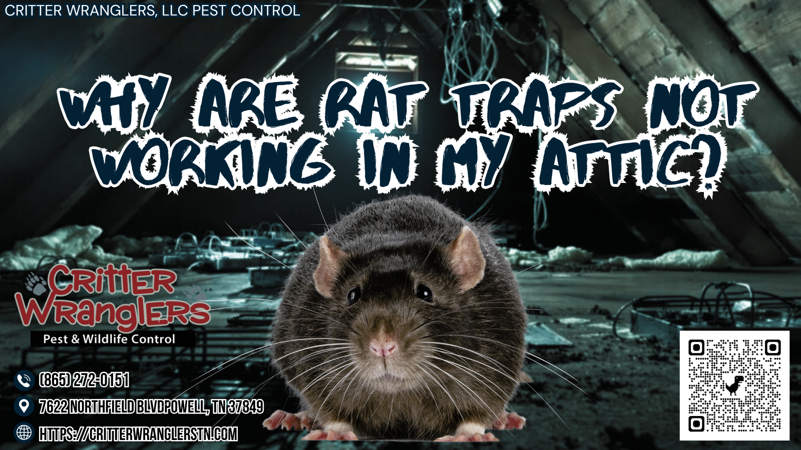 Why Are Rat Traps Not Working In My Attic Why Are Rat Traps Not Working in My Attic?