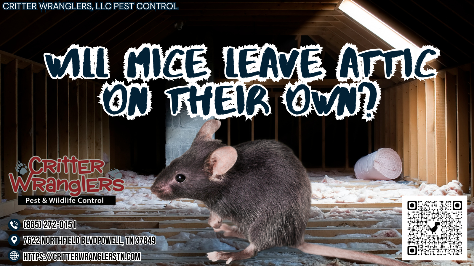 Will Mice Leave Attic On Their Own Will Mice Leave Attic On Their Own